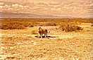 KENIA 1971_im 'Amboseli Nationalpark _L�we mit gerade gerissenem Gnu_Jochen A. H�bener