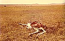 TANSANIA 1971_ein verendeter Strauss nahe der Grenze zu Kenia_im Hintergrund die von Jochen verscheuchten, wartenden Geier_Jochen A. H�bener