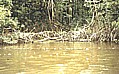 ... pr�chtige Dschungel-Flora und -Fauna_hier: eine Vielzahl von Papageien_ORINOCO-Delta, VENEZUELA 1984_Jochen A. H�bener
