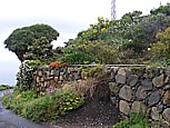 Carretera N�he 'El Tablado' mit 'drago'(=Drachenbaum) 